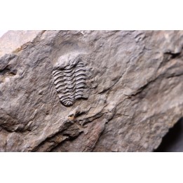 Selenopeltis Gallicus - Sandbian - upper Ordovician - La Touche, Andouillé - Mayenne - FRANCE
