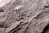 Selenopeltis Gallicus - Sandbian - upper Ordovician - La Touche, Andouillé - Mayenne - FRANCE