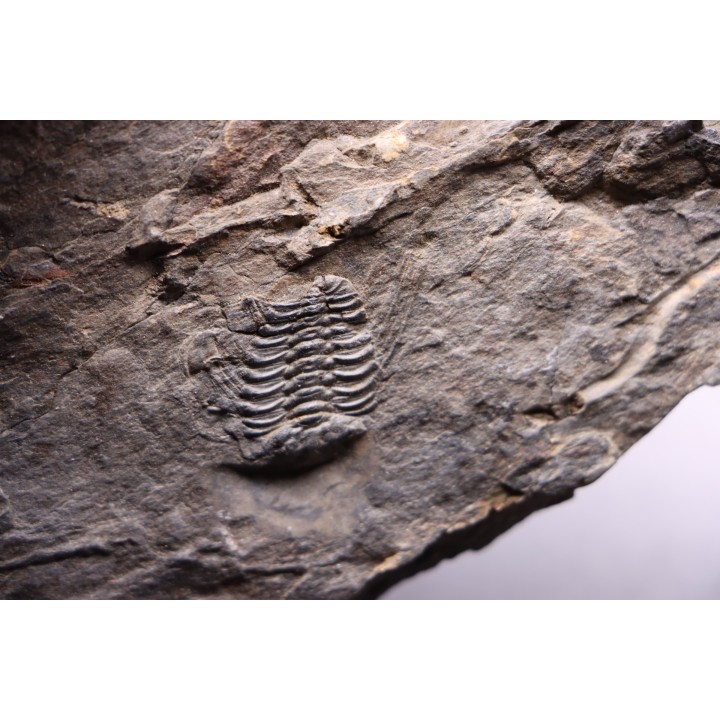 Selenopeltis Gallicus - Sandbian - upper Ordovician - La Touche, Andouillé - Mayenne - FRANCE