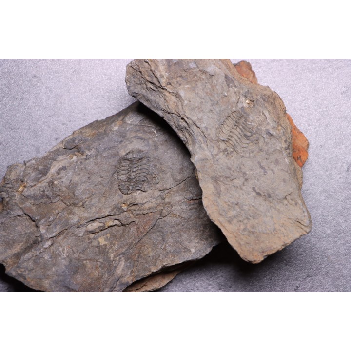 Selenopeltis Gallicus - Sandbian - upper Ordovician - La Touche, Andouillé - Mayenne - FRANCE
