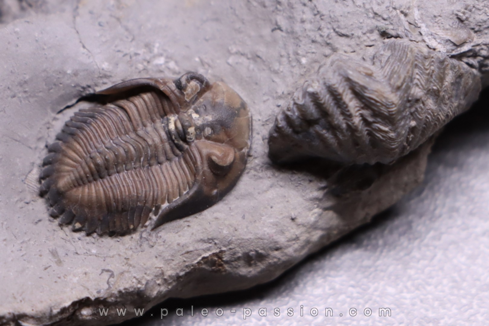 Greenops widderensis - Middle Devonian - Widder Fmt - SW Ontario, CANADA