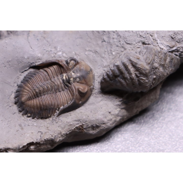 Greenops widderensis - Middle Devonian - Widder Fmt - SW Ontario, CANADA