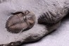 Greenops widderensis - Middle Devonian - Widder Fmt - SW Ontario, CANADA