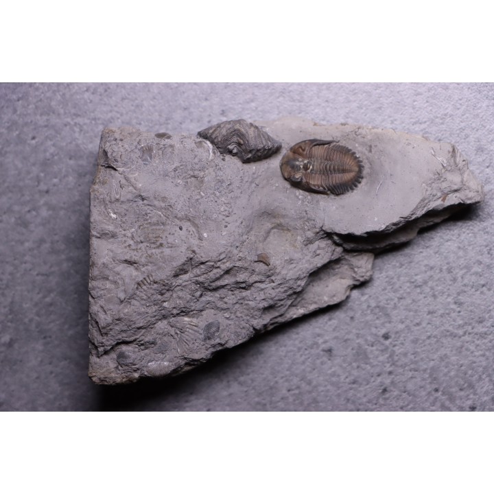 Greenops widderensis - Middle Devonian - Widder Fmt - SW Ontario, CANADA