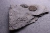 Greenops widderensis - Middle Devonian - Widder Fmt - SW Ontario, CANADA
