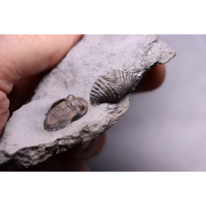 Greenops widderensis - Middle Devonian - Widder Fmt - SW Ontario, CANADA