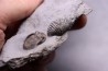 Greenops widderensis - Middle Devonian - Widder Fmt - SW Ontario, CANADA