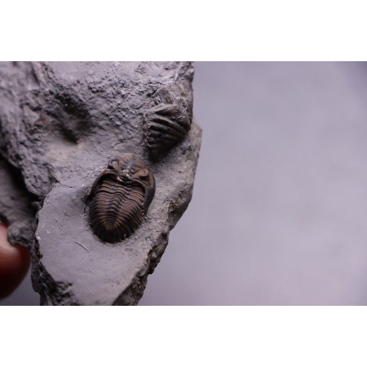 Greenops widderensis - Middle Devonian - Widder Fmt - SW Ontario, CANADA