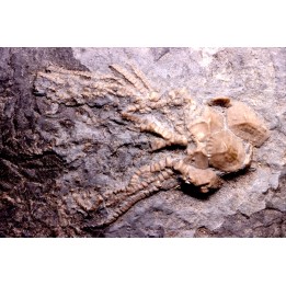 encrine:  CARABOCRINUS RADIATUS  middle ordovicien  Bobcaygnon formation  Brechin, ontario, CANADA