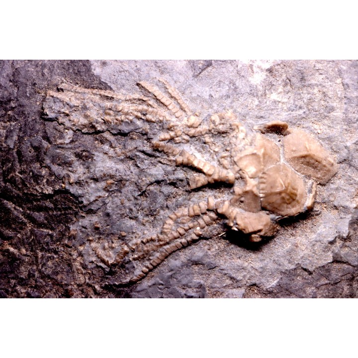 encrine:  CARABOCRINUS RADIATUS  middle ordovicien  Bobcaygnon formation  Brechin, ontario, CANADA