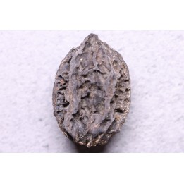 JUGLANS BERGOMENSIS - Mio-Pliocène - Sessenheim, FRANCE
