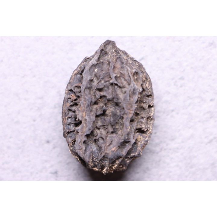 JUGLANS BERGOMENSIS - Mio-Pliocène - Sessenheim, FRANCE