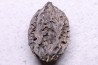 JUGLANS BERGOMENSIS - Mio-Pliocène - Sessenheim, FRANCE