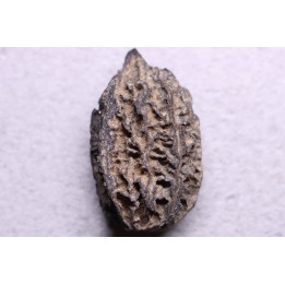 JUGLANS BERGOMENSIS - Mio-Pliocène - Sessenheim, FRANCE