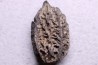 JUGLANS BERGOMENSIS - Mio-Pliocène - Sessenheim, FRANCE