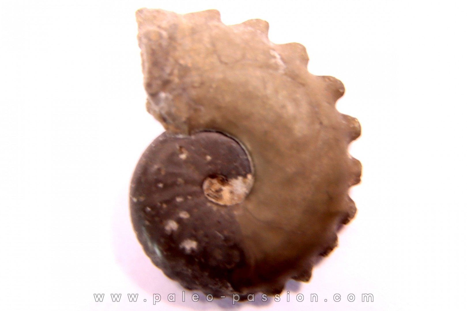 CRENICERAS RENGGERI - oxfordien inférieur - Salins (39) FRANCE