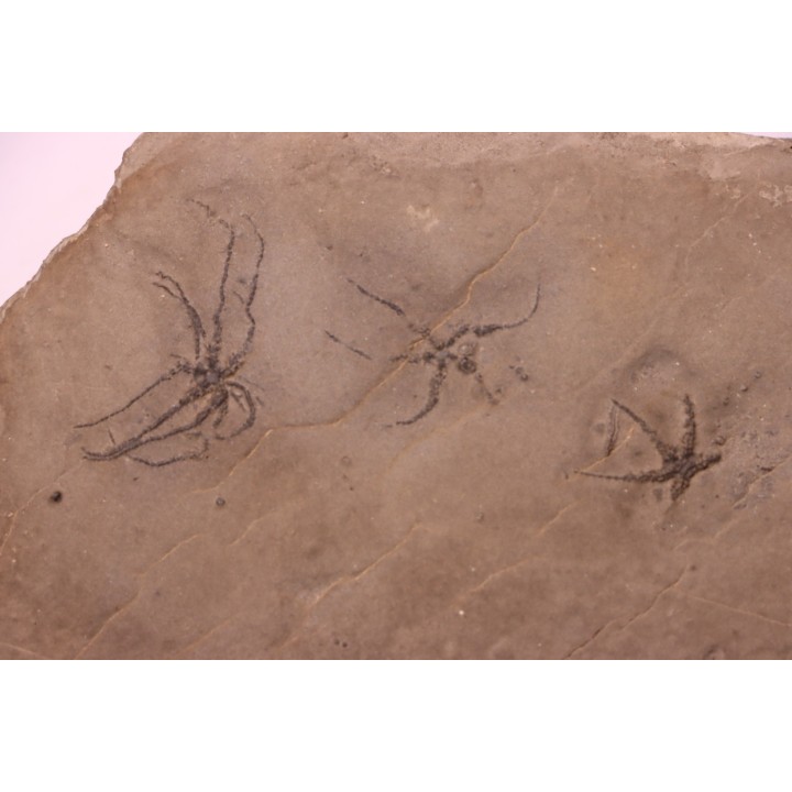 Ophiupinna elegans  Callovian  La Voulte, Ardeche - FRANCE