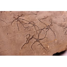 Ophiupinna elegans  Callovian  La Voulte, Ardeche - FRANCE