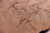Ophiupinna elegans  Callovian  La Voulte, Ardeche - FRANCE
