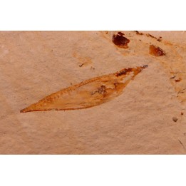 crustacé thylacocéphale: Pseuderichtus cretaceus -  Santonien - Sahel Alma - LIBAN
