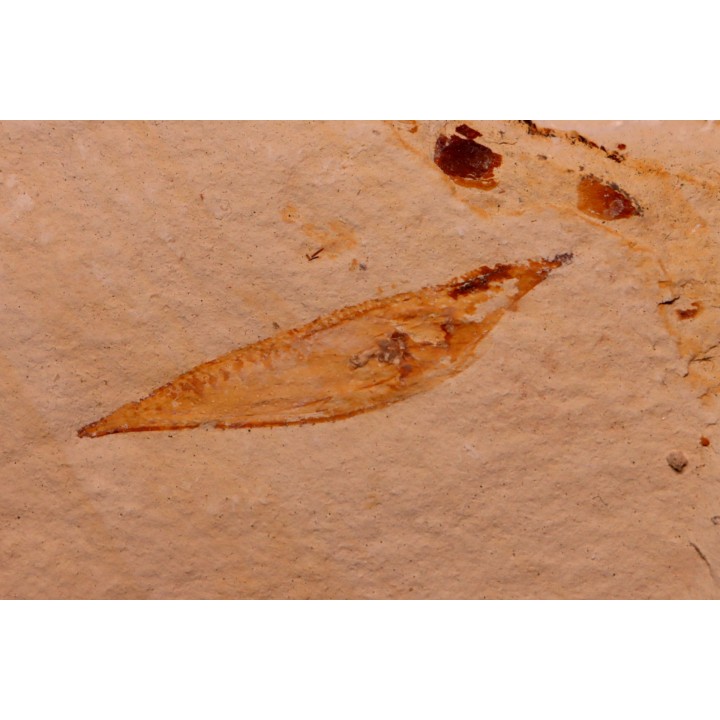 Pseuderichtus cretaceus (Dames, 1886)   Santonien   Sahel Alma - LIBAN