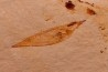 crustacé thylacocéphale: Pseuderichtus cretaceus - Santonien - Sahel Alma - LIBAN