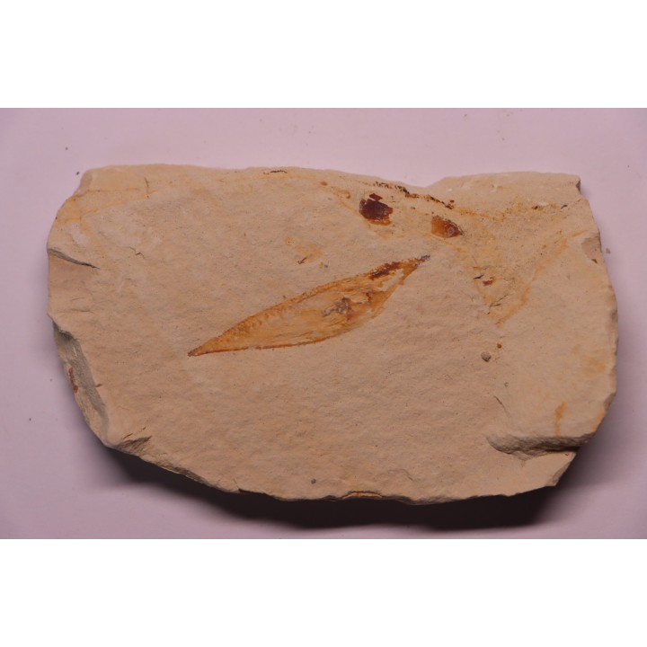 crustacé thylacocéphale: Pseuderichtus cretaceus -  Santonien - Sahel Alma - LIBAN