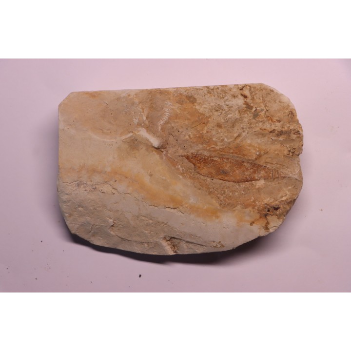 crustacé thylacocéphale: Pseuderichtus cretaceus - Santonien - Sahel Alma - LIBAN