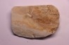 crustacé thylacocéphale: Pseuderichtus cretaceus - Santonien - Sahel Alma - LIBAN