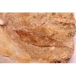 crustacé thylacocéphale: Pseuderichtus cretaceus - Santonien - Sahel Alma - LIBAN