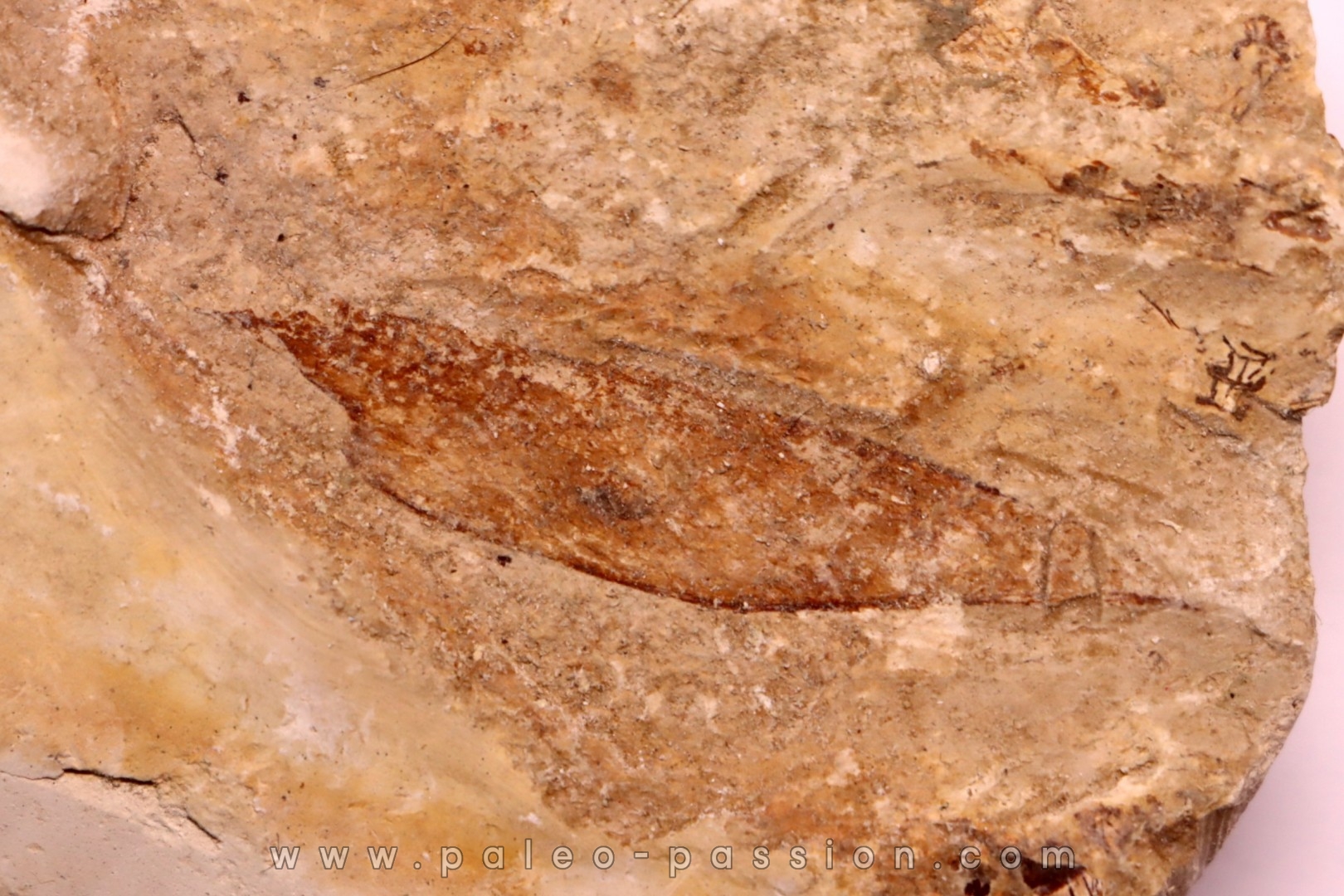crustacé thylacocéphale: Pseuderichtus cretaceus - Santonien - Sahel Alma - LIBAN