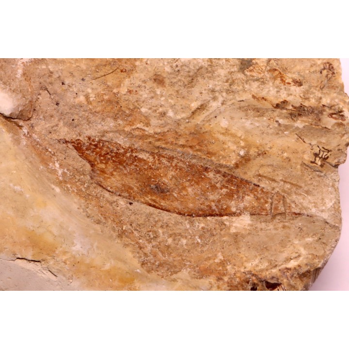crustacé thylacocéphale: Pseuderichtus cretaceus - Santonien - Sahel Alma - LIBAN