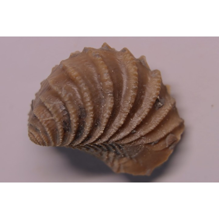 LINOTRIGONIA fittoni - Albien moyen - carriere Courcelles,  Villemoyenne, Aube, FRANCE