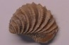 LINOTRIGONIA fittoni - Middle Albian - Courcelles quarry,  Villemoyenne, Aube, FRANCE