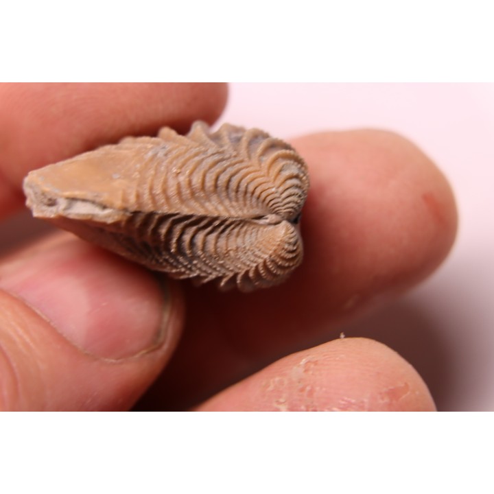 LINOTRIGONIA fittoni - Middle Albian - Courcelles quarry,  Villemoyenne, Aube, FRANCE