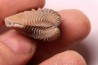LINOTRIGONIA fittoni - Albien moyen - carriere Courcelles,  Villemoyenne, Aube, FRANCE