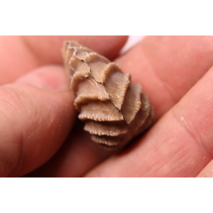 LINOTRIGONIA fittoni - Albien moyen - carriere Courcelles,  Villemoyenne, Aube, FRANCE