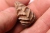 LINOTRIGONIA fittoni - Middle Albian - Courcelles quarry,  Villemoyenne, Aube, FRANCE