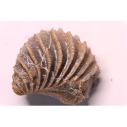 LINOTRIGONIA fittoni - Middle Albian - Courcelles quarry,  Villemoyenne, Aube, FRANCE