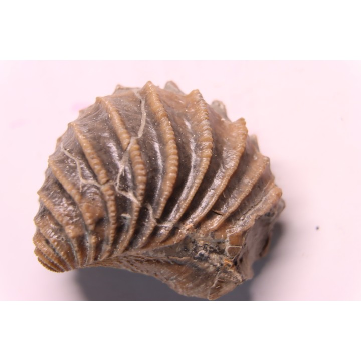 LINOTRIGONIA fittoni - Middle Albian - Courcelles quarry,  Villemoyenne, Aube, FRANCE