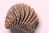 LINOTRIGONIA fittoni - Albien moyen - carriere Courcelles,  Villemoyenne, Aube, FRANCE