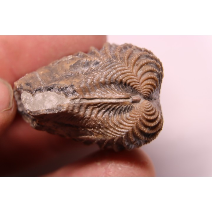 LINOTRIGONIA fittoni - Middle Albian - Courcelles quarry,  Villemoyenne, Aube, FRANCE