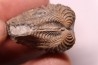 LINOTRIGONIA fittoni - Albien moyen - carriere Courcelles,  Villemoyenne, Aube, FRANCE