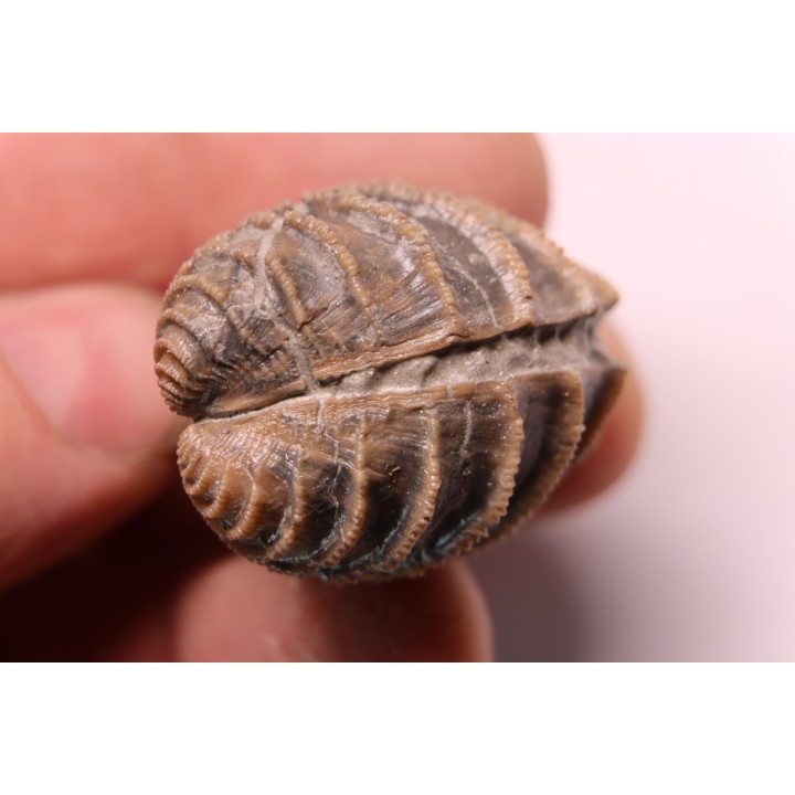 LINOTRIGONIA fittoni - Albien moyen - carriere Courcelles,  Villemoyenne, Aube, FRANCE