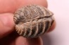 LINOTRIGONIA fittoni - Albien moyen - carriere Courcelles,  Villemoyenne, Aube, FRANCE