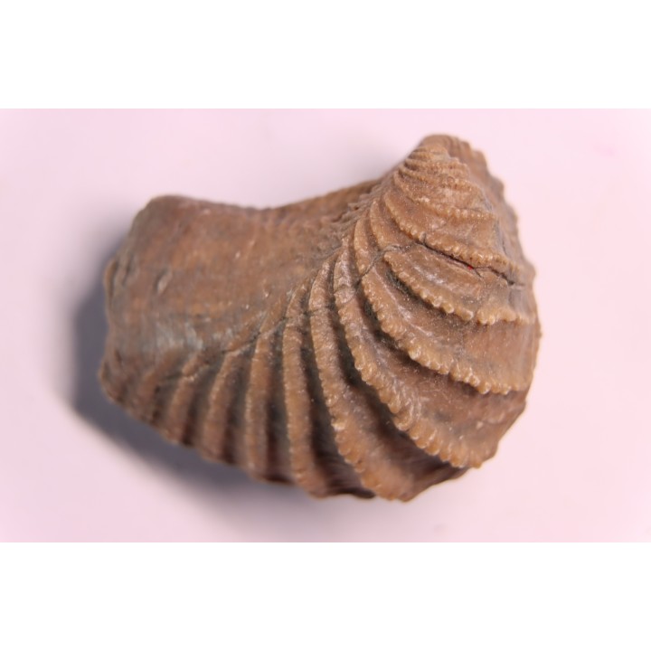 LINOTRIGONIA fittoni - Middle Albian - Courcelles quarry,  Villemoyenne, Aube, FRANCE