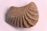 LINOTRIGONIA fittoni - Middle Albian - Courcelles quarry, Villemoyenne, Aube, FRANCE