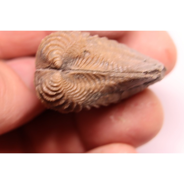 LINOTRIGONIA fittoni - Middle Albian - Courcelles quarry,  Villemoyenne, Aube, FRANCE