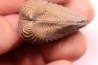 LINOTRIGONIA fittoni - Middle Albian - Courcelles quarry, Villemoyenne, Aube, FRANCE