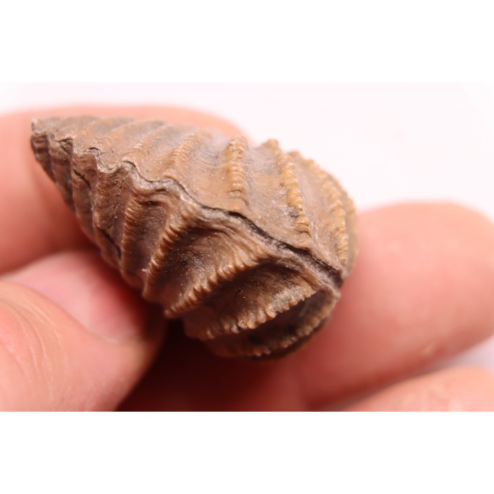 LINOTRIGONIA fittoni - Middle Albian - Courcelles quarry,  Villemoyenne, Aube, FRANCE